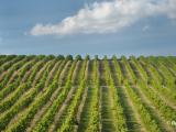 Aquitaine/Limousin/Poitou-Charentes, première région agricole de l’UE