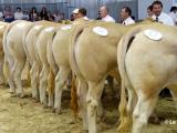 Deux ventes d’animaux à Aquitanima