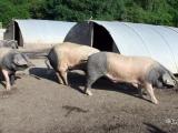 L’aire du porc Kintoa est validée