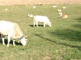 Limiter les facteurs de risque de la tuberculose bovine