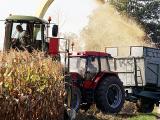 Ensiler sans tarder les maïs secs