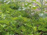 Ambroisie, une indésirable plante allergène