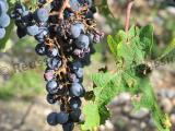 Viticulture: l’assurance “coup dur” va démarrer