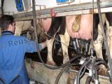Des cours du lait toujours en berne