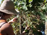 La production mondiale de vin en hausse