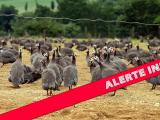 Grippe aviaire : les mesures de protection mises en place dans les Landes