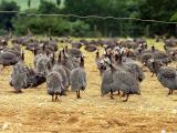L’influenza aviaire, c’est quoi?