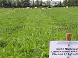 La chicorée, une plante intéressante pour les prairies multi-espèces