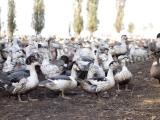 Influenza aviaire : le vide sanitaire global officialisé