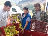 Le Pays basque, l’autre pays du cidre