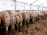 Ce week-end, les JA donnent un nouvel élan à la foire de Navarrenx