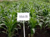 La renationalisation des importations d’OGM a du plomb dans l’aile