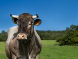 Le SIA sous le signe de l'agriculture et de l'alimentation citoyennes