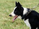 De nouvelles règles pour la vente des chiens et des chats