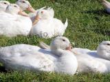 Influenza aviaire: acompte en vue pour les producteurs