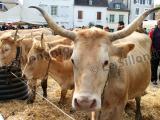 La vache béarnaise fait recette sur Internet