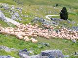 Pas de repêchage pour les exploitations exclues de la zone “haute montagne”