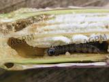 Pyrale et sésamie, des insectes foreurs à surveiller et à combattre