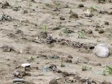 La procédure de calamité agricole est lancée dans les Pyrénées-Atlantiques