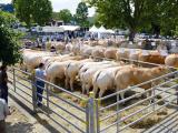 Le festival de la viande de Garris, vitrine de l’excellence bouchère