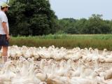 Éleveurs et gaveurs de canards gras ont repris du service