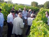 À Saint-Mont, voyage dans l’ADN de la vigne