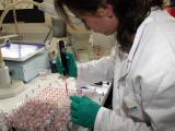 Nouvelles biotechnologies : chercheurs et semenciers européens s’impatientent