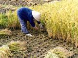 Les marchés mondiaux agricoles sous l’influence de la Chine