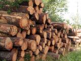 Avec Sylv’Adour, une relance forestière au sud des Landes autour du bois énergie