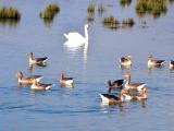 Influenza aviaire: la faune sauvage sous surveillance