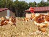 Les Danois sont fans du poulet landais