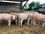 La BVD bovine: un virus à dépister précocement