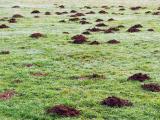 Des champs ou terrestre, sachez identifier les campagnols