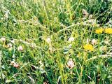 Les prairies multi-especes gage de pérennité et de rusticité