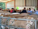Filières qualité Carrefour : un débouché de proximité pour la viande bovine