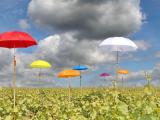 Assurance multirisques des récoltes, comment ça marche ?