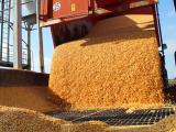 Maïs : près de 100 quintaux par hectare mais des prix toujours aussi faibles