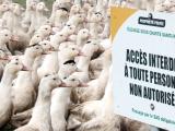 Crise aviaire H5N1 2015/2016 : déposez rapidement vos dossiers FMSE