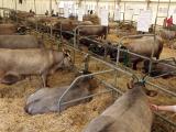 Le concours national Bazadais sera au cœur de la foire de Barcelonne