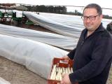 Un début de récolte poussif pour les asperges