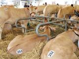 Les palmarès des concours d’Aquitanima