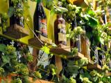 Bientôt du houblon local pour des bières 100% made in Sud-Ouest