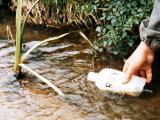 Les niveaux de nitrates d’origine agricole ont diminué en Europe