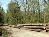 Les acheteurs de foncier s’intéressent toujours plus aux parcelles forestières