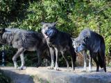 Le spectre du loup plane en Béarn