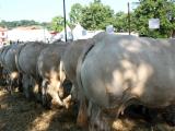 Le Festival de la viande de Garris n’a pas failli à sa réputation
