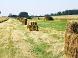 La pousse de l’herbe en net excédent dans le sud au mois de juin