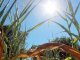 Sécheresse et canicule frappent une grande partie de la France