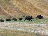 Un comité national de lutte contre la faune sauvage est institué