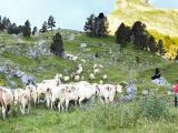 Oloron, capitale des races locales de massif